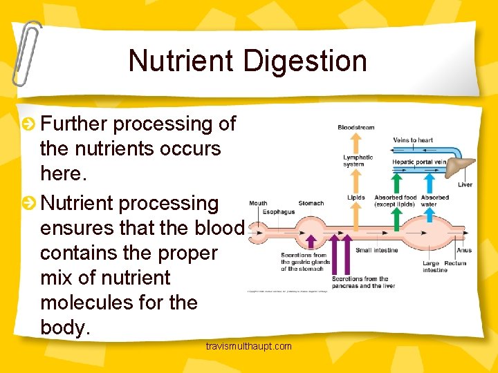 Nutrient Digestion Further processing of the nutrients occurs here. Nutrient processing ensures that the