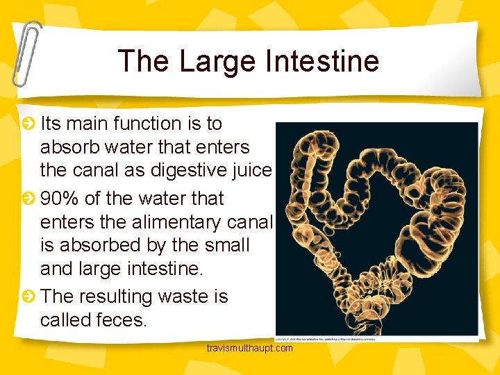 The Large Intestine Its main function is to absorb water that enters the canal