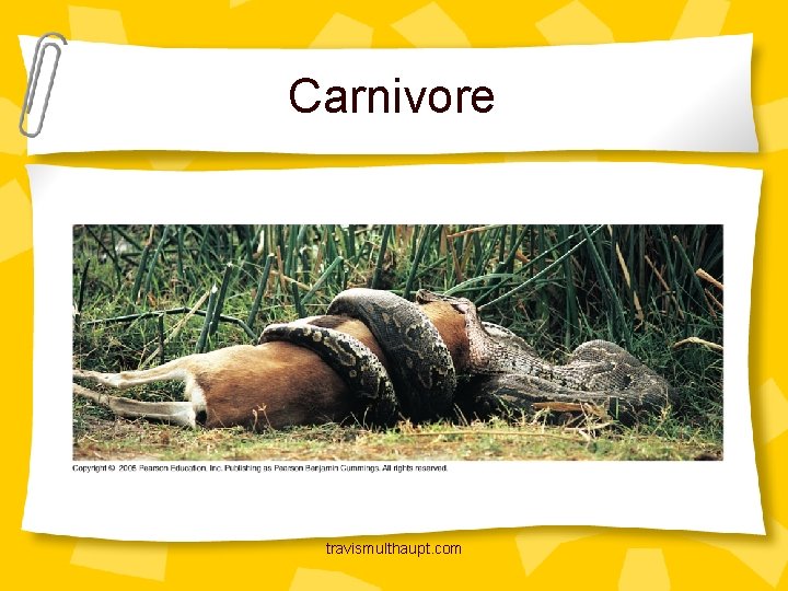 Carnivore travismulthaupt. com 