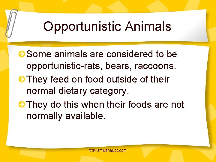 Opportunistic Animals Some animals are considered to be opportunistic-rats, bears, raccoons. They feed on