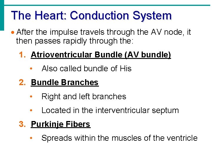 The Heart: Conduction System · After the impulse travels through the AV node, it The Heart: Conduction System · After the impulse travels through the AV node, it