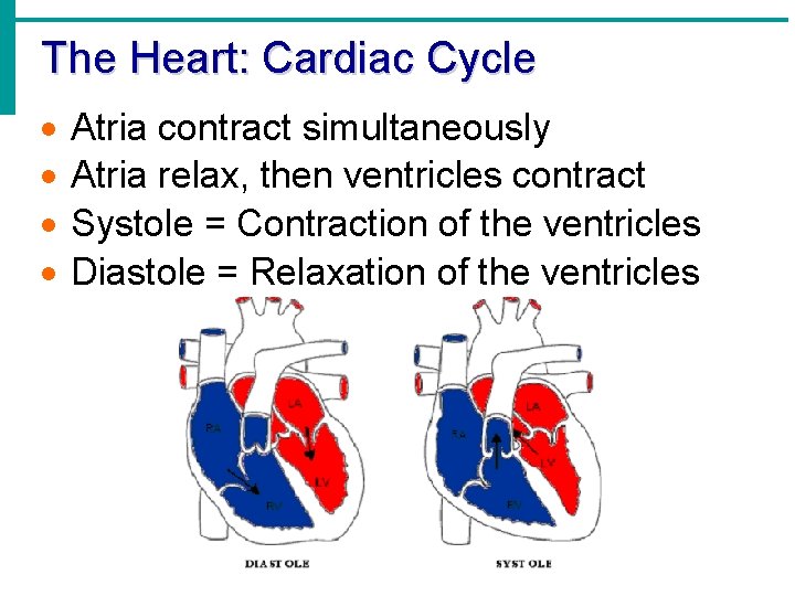 The Heart: Cardiac Cycle · · Atria contract simultaneously Atria relax, then ventricles contract The Heart: Cardiac Cycle · · Atria contract simultaneously Atria relax, then ventricles contract
