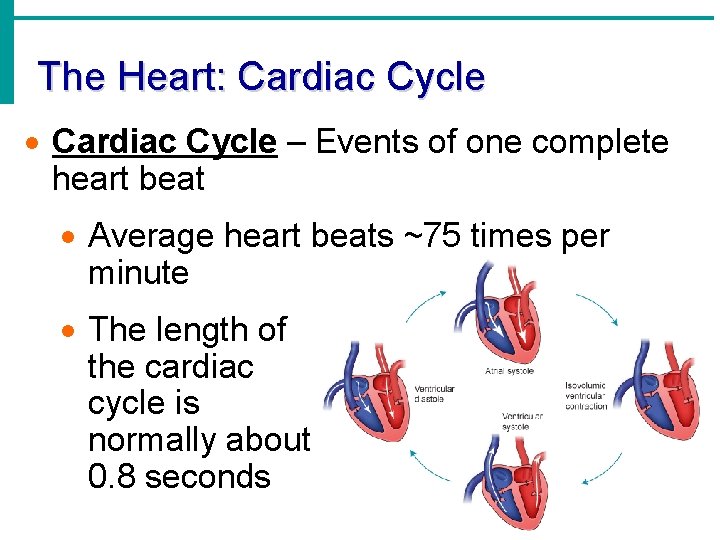 The Heart: Cardiac Cycle · Cardiac Cycle – Events of one complete heart beat The Heart: Cardiac Cycle · Cardiac Cycle – Events of one complete heart beat