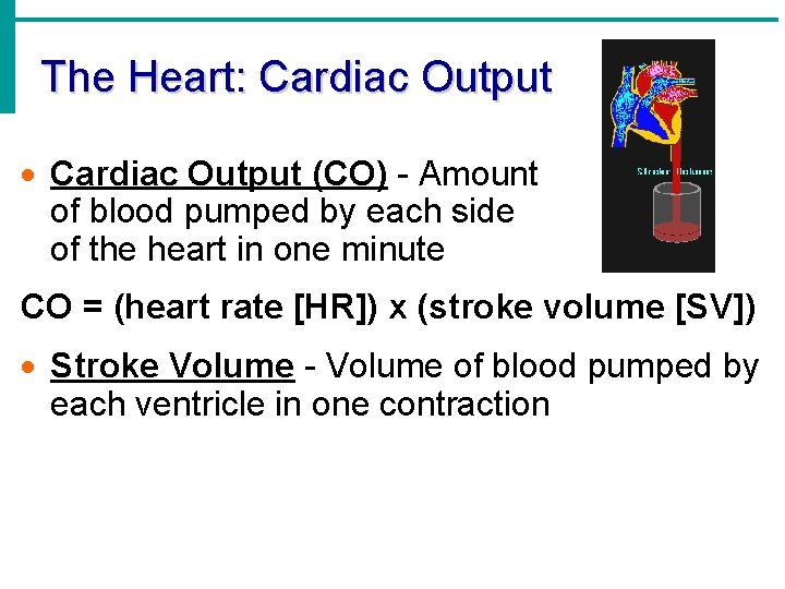 The Heart: Cardiac Output · Cardiac Output (CO) - Amount of blood pumped by The Heart: Cardiac Output · Cardiac Output (CO) - Amount of blood pumped by