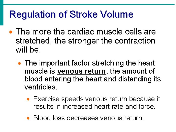 Regulation of Stroke Volume · The more the cardiac muscle cells are stretched, the Regulation of Stroke Volume · The more the cardiac muscle cells are stretched, the