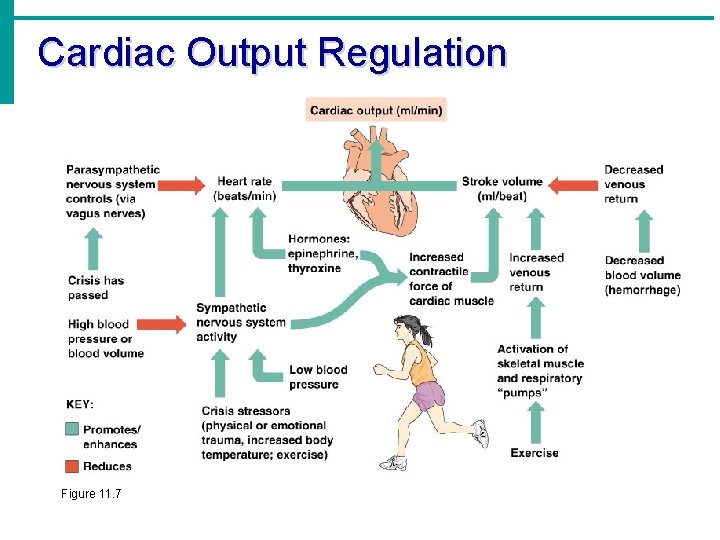 Cardiac Output Regulation Figure 11. 7 Cardiac Output Regulation Figure 11. 7