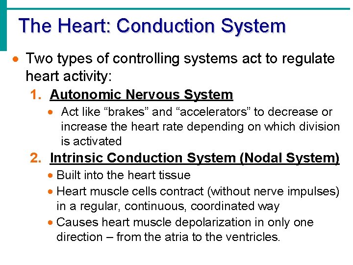 The Heart: Conduction System · Two types of controlling systems act to regulate heart The Heart: Conduction System · Two types of controlling systems act to regulate heart