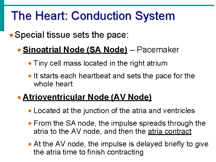 The Heart: Conduction System · Special tissue sets the pace: · Sinoatrial Node (SA The Heart: Conduction System · Special tissue sets the pace: · Sinoatrial Node (SA