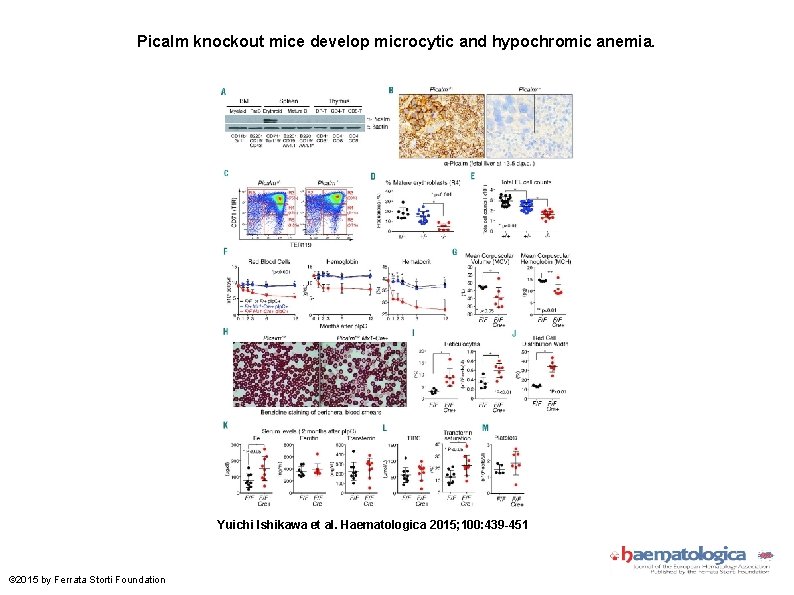 Picalm knockout mice develop microcytic and hypochromic anemia. Yuichi Ishikawa et al. Haematologica 2015;
