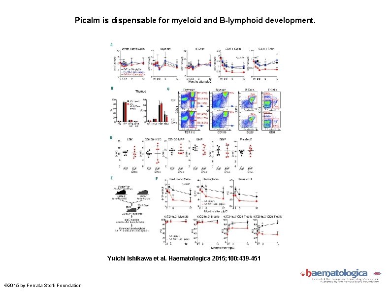 Picalm is dispensable for myeloid and B-lymphoid development. Yuichi Ishikawa et al. Haematologica 2015;