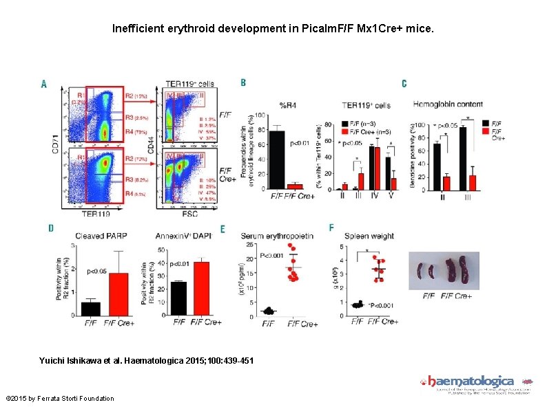 Inefficient erythroid development in Picalm. F/F Mx 1 Cre+ mice. Yuichi Ishikawa et al.