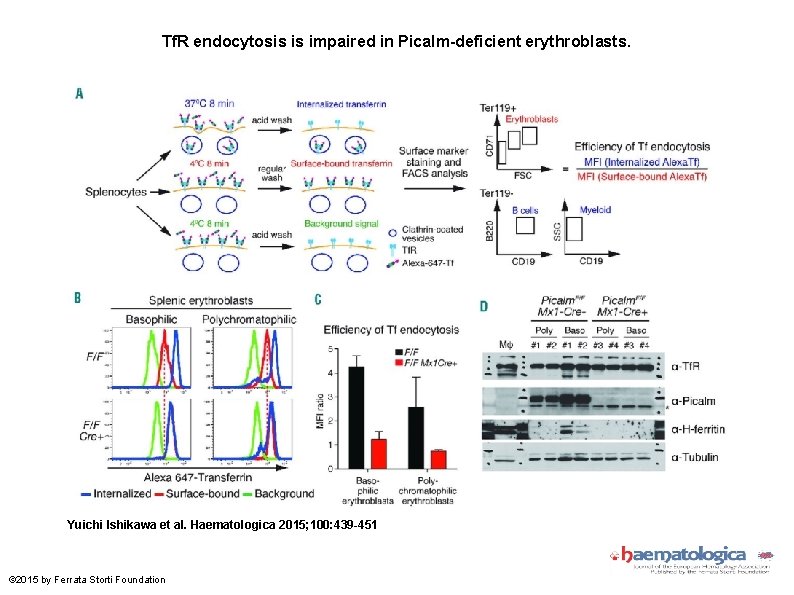 Tf. R endocytosis is impaired in Picalm-deficient erythroblasts. Yuichi Ishikawa et al. Haematologica 2015;