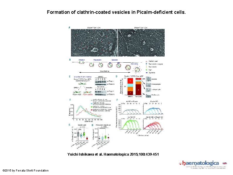 Formation of clathrin-coated vesicles in Picalm-deficient cells. Yuichi Ishikawa et al. Haematologica 2015; 100: