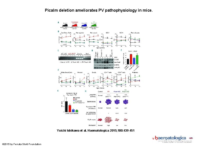 Picalm deletion ameliorates PV pathophysiology in mice. Yuichi Ishikawa et al. Haematologica 2015; 100: