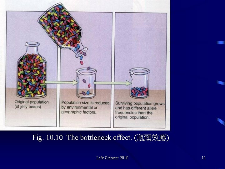 Fig. 10 The bottleneck effect. (瓶頸效應) Life Scinece 2010 11 