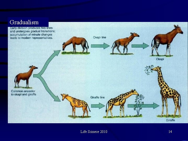 Gradualism Life Scinece 2010 14 