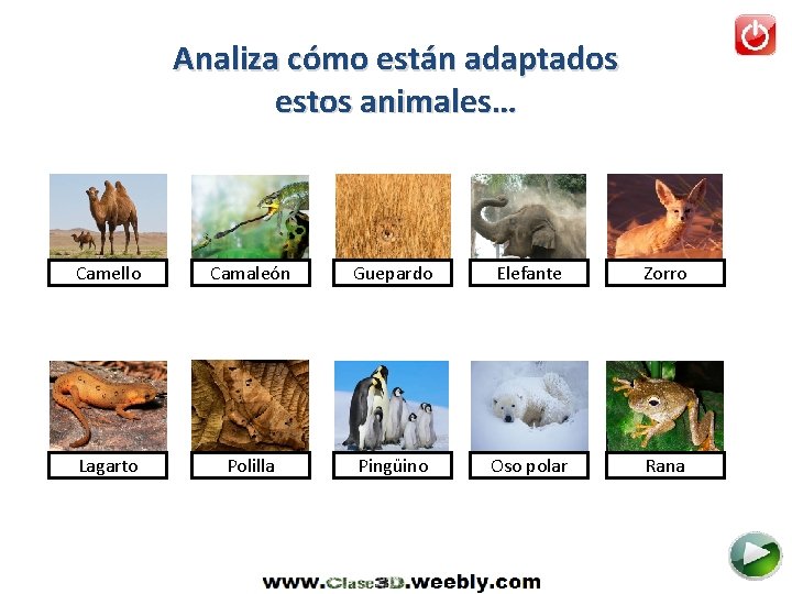 Analiza cómo están adaptados estos animales… Camello Camaleón Guepardo Elefante Zorro Lagarto Polilla Pingüino