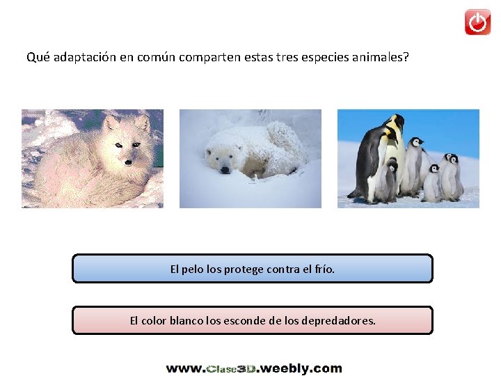 Qué adaptación en común comparten estas tres especies animales? El pelo los protege contra