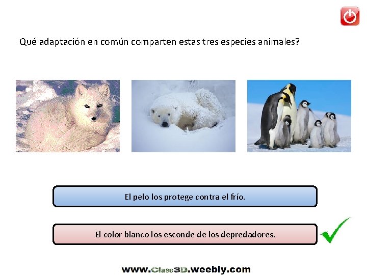 Qué adaptación en común comparten estas tres especies animales? El pelo los protege contra