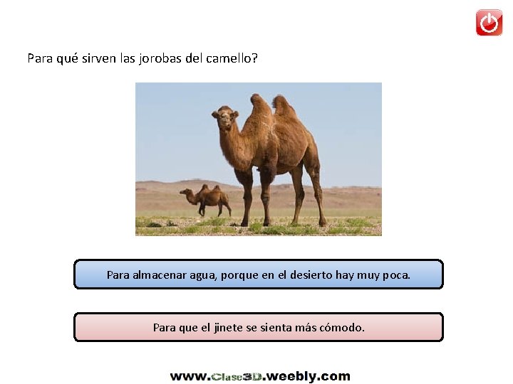 Para qué sirven las jorobas del camello? Para almacenar agua, porque en el desierto