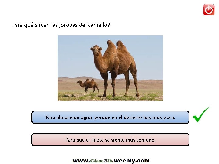 Para qué sirven las jorobas del camello? Para almacenar agua, porque en el desierto