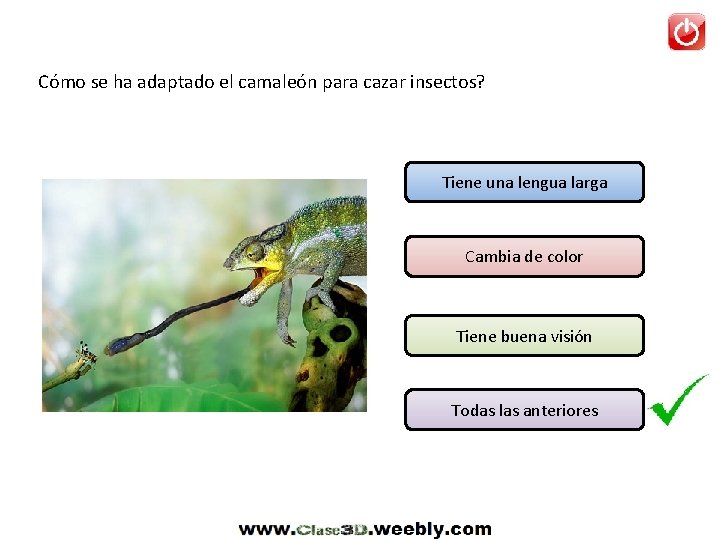 Cómo se ha adaptado el camaleón para cazar insectos? Tiene una lengua larga Cambia