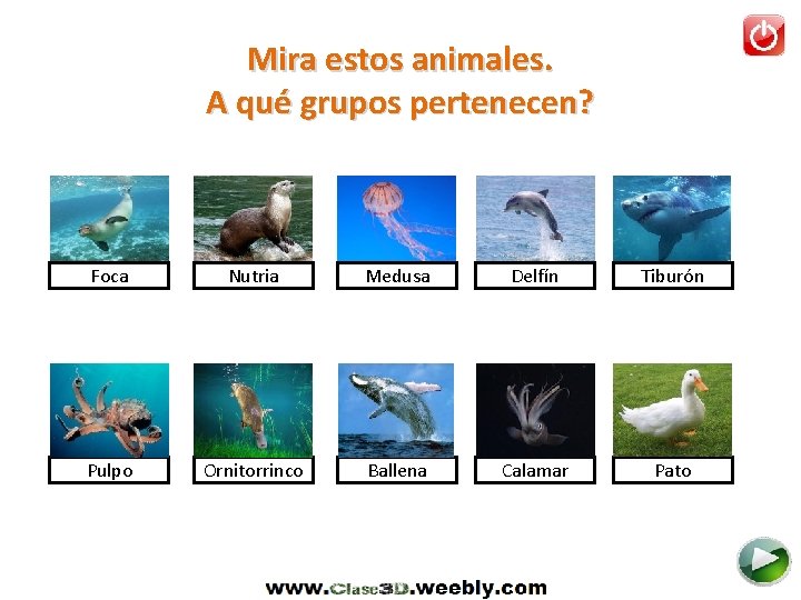 Mira estos animales. A qué grupos pertenecen? Foca Nutria Medusa Delfín Tiburón Pulpo Ornitorrinco