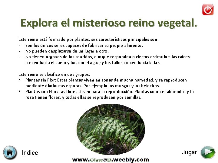 Explora el misterioso reino vegetal. Este reino está formado por plantas, sus características principales