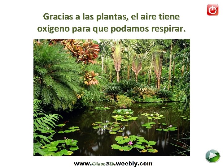 Gracias a las plantas, el aire tiene oxígeno para que podamos respirar. 