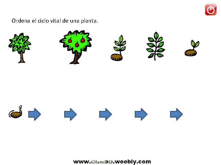 Ordena el ciclo vital de una planta. 