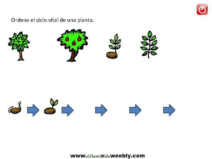 Ordena el ciclo vital de una planta. 