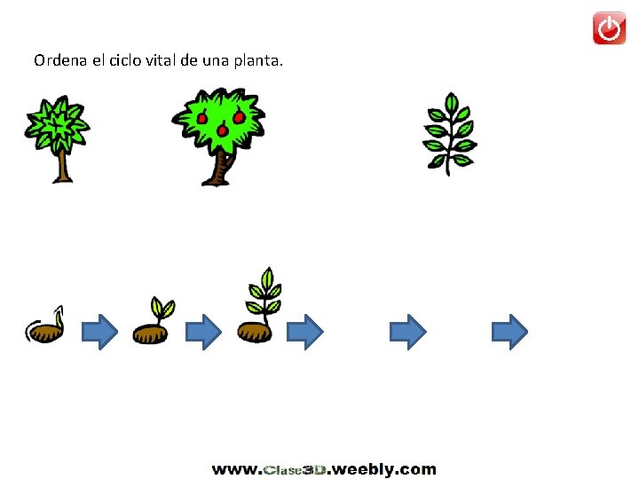 Ordena el ciclo vital de una planta. 