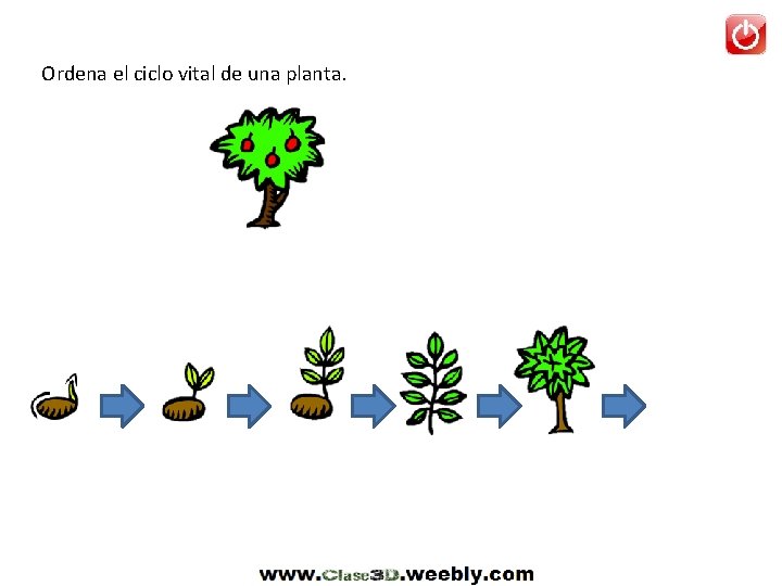 Ordena el ciclo vital de una planta. 