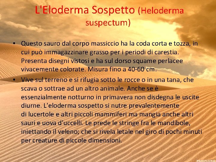 L'Eloderma Sospetto (Heloderma suspectum) • Questo sauro dal corpo massiccio ha la coda corta