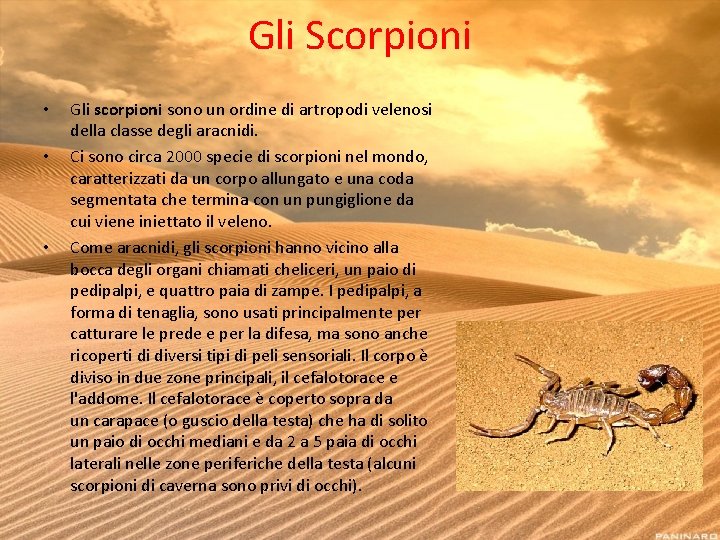 Gli Scorpioni • • • Gli scorpioni sono un ordine di artropodi velenosi della