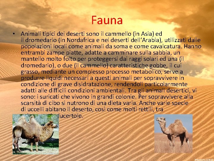 Fauna • Animali tipici deserti sono il cammello (in Asia) ed il dromedario (in