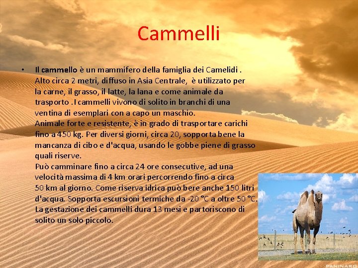 Cammelli • Il cammello è un mammifero della famiglia dei Camelidi. Alto circa 2