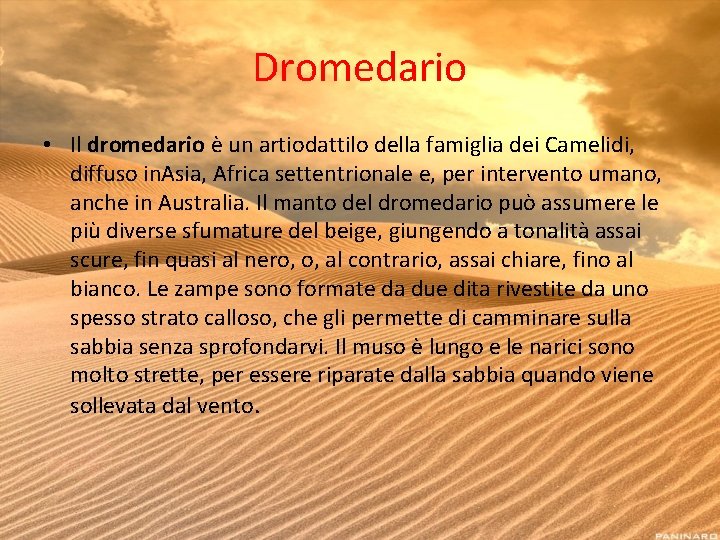 Dromedario • Il dromedario è un artiodattilo della famiglia dei Camelidi, diffuso in. Asia,