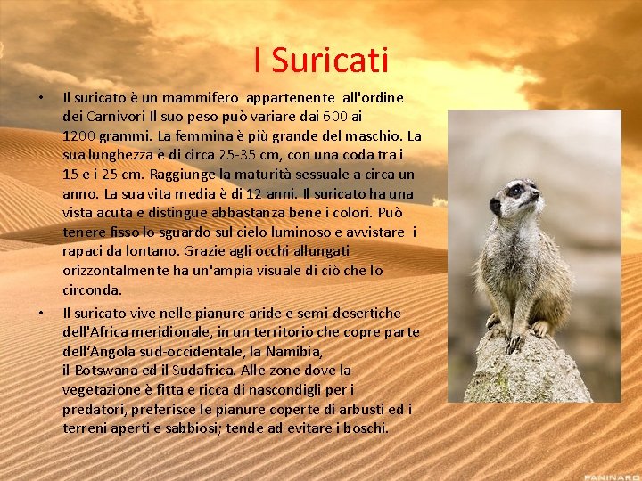 I Suricati • • Il suricato è un mammifero appartenente all'ordine dei Carnivori Il