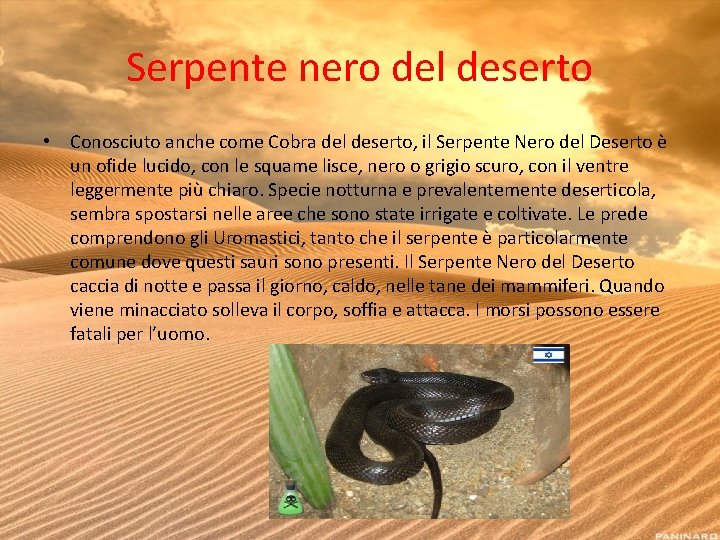 Serpente nero del deserto • Conosciuto anche come Cobra del deserto, il Serpente Nero