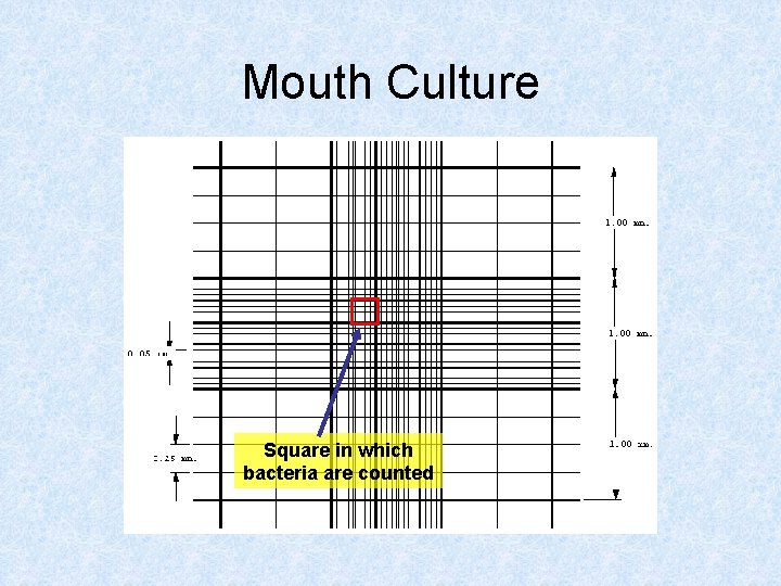 Mouth Culture Square in which bacteria are counted 