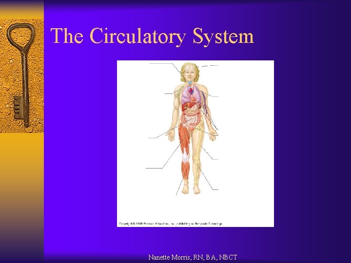 The Circulatory System Nanette Morris, RN, BA, NBCT 
