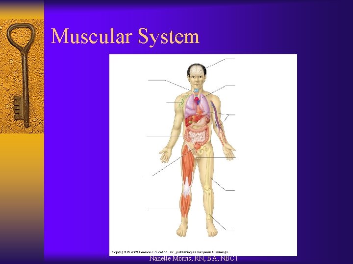 Muscular System Nanette Morris, RN, BA, NBCT 