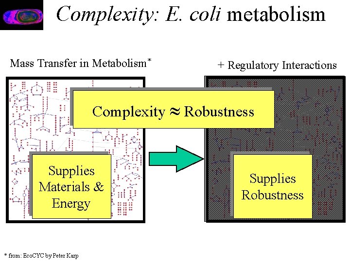 Complexity: E. coli metabolism Mass Transfer in Metabolism* + Regulatory Interactions Complexity Robustness Supplies