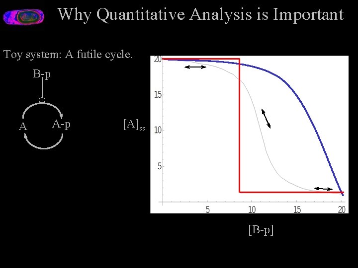 Why Quantitative Analysis is Important Toy system: A futile cycle. B-p Å A A-p