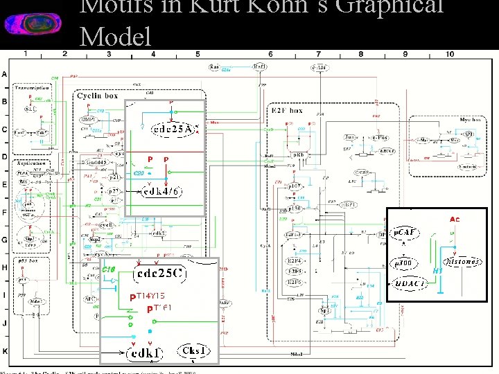 Motifs in Kurt Kohn’s Graphical Model 