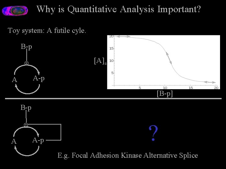 Why is Quantitative Analysis Important? Toy system: A futile cyle. B-p [A]ss Å A-p