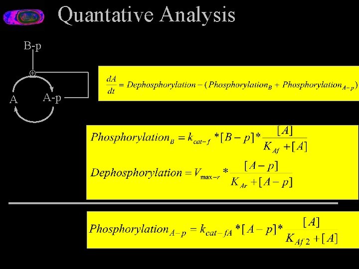 Quantative Analysis B-p Å A A-p 