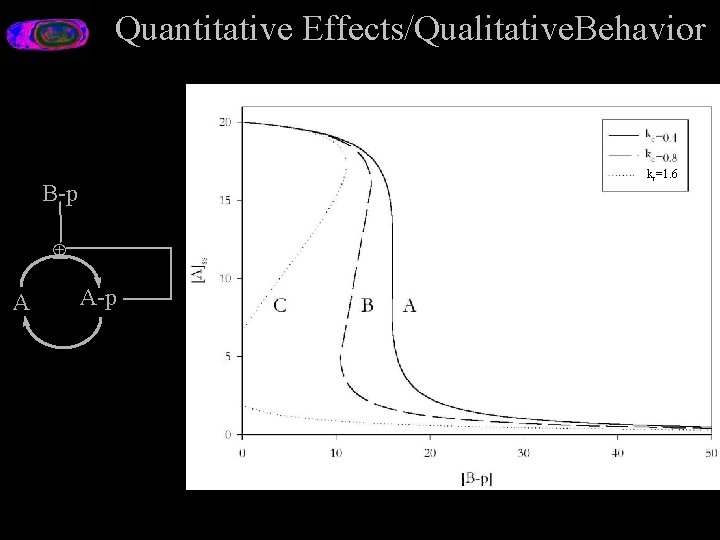 Quantitative Effects/Qualitative. Behavior kc=1. 6 B-p Å A A-p 