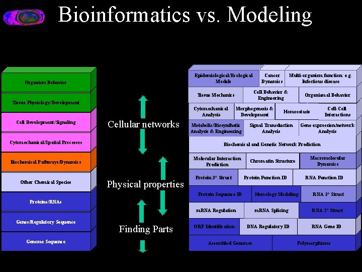 Bioinformatics vs. Modeling Epidemiological/Ecological Models Organism Behavior Tissue Physiology/Development Cell Development/Signaling Cellular networks Cytomechanical/Spatial